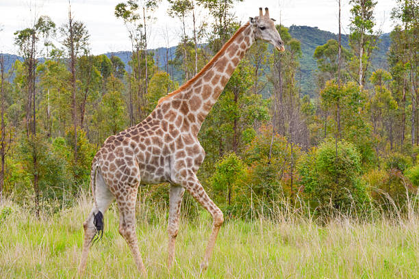 A giraffe walks in a nature reserve in Africa