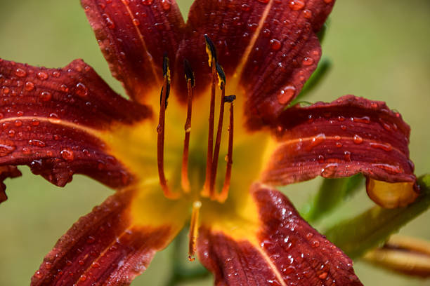 Detail of a Daylily Black Prince flower