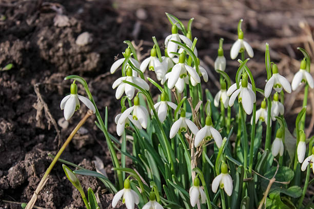 Delicate snowdrops bloom in early spring. Their nodding, bell-shaped white flowers with green markings hang from slender stems above dark green leaves, signaling nature's awakening.