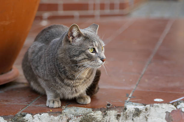 Primer plano de un gato gris atigrado muy cariñoso en un jardin, Valladolid, Castilla y León, España, Europa - Enero 27, 2015.