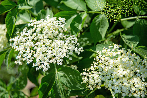 Elder flowers - Sambucus nigra