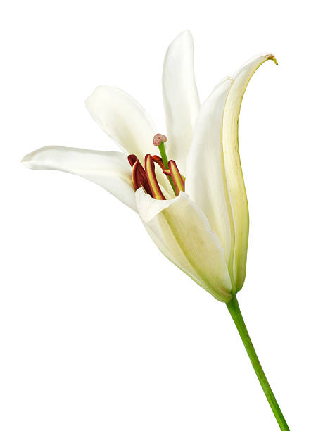 Stunning white lily flower in full bloom displays elegant curved petals with delicate pink anthers and red stamens emerging from the center, set against a clean white background for maximum versatility. The slender green stem adds natural balance, capturing the essence of floral purity in a full frame composition with copy space ideal for beauty and nature concepts. High-resolution closeup perfect for greeting cards, spa promotions, or wedding stationery visuals.