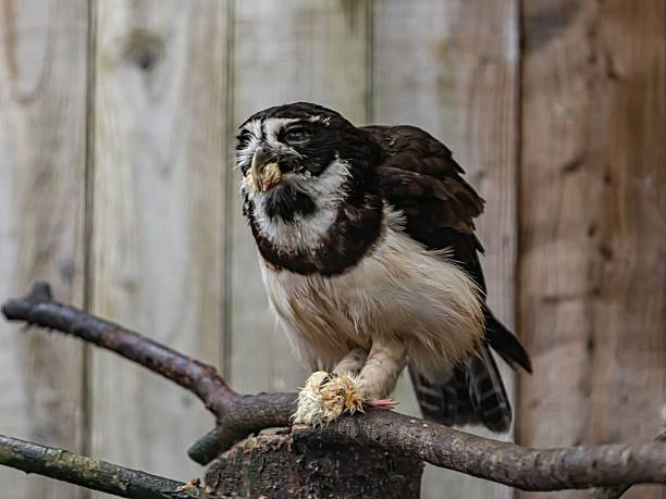 Spectacled Owl Swallows Chicken.