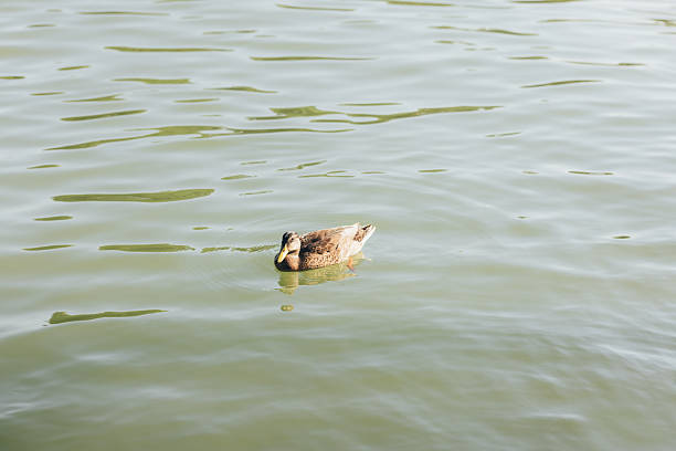 A solitary brown duck swims across calm green lake water, creating gentle ripples and soft reflections.