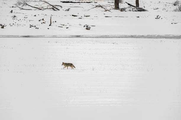 lone coyote walking across snow covered meadow