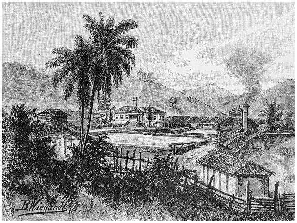 An illustration from 1878 shows a coffee plantation with buildings, palm trees and smoke in the mountains.
