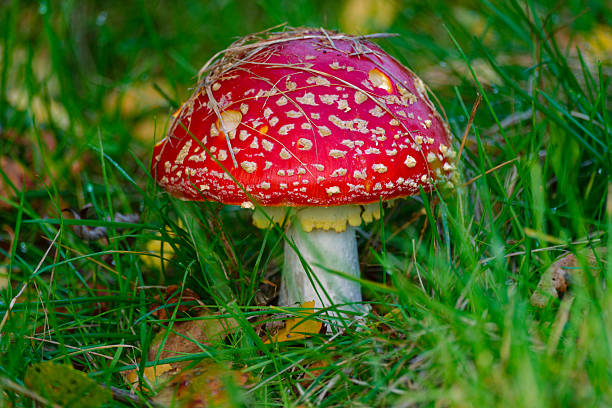 Amanita muscaria