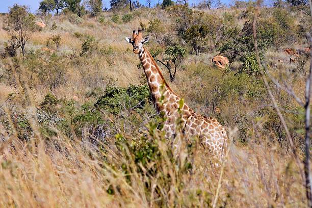 Wild giraffe in natural savanna habitat surrounded by sparse trees, grass and bushes on rolling hillside terrain