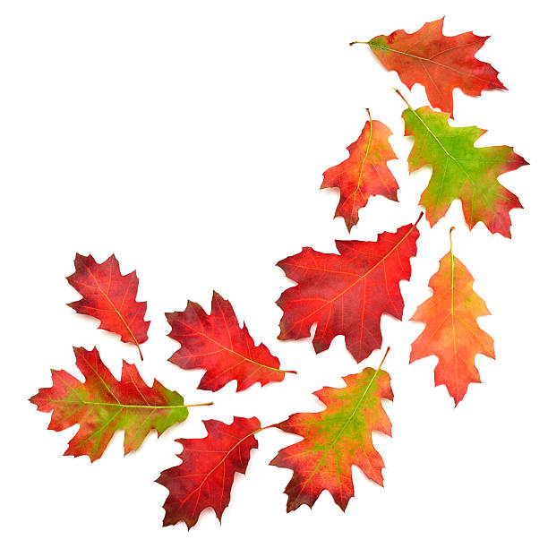 Collection of oak autumn falling leaves isolated on white background. Red, green and yellow leaf. Top view, flat lay