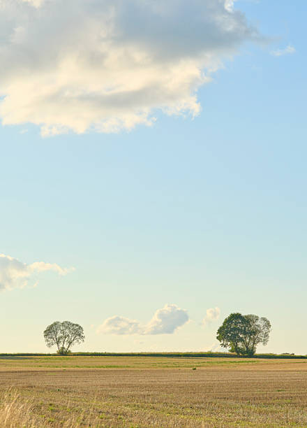 A serene rural scene featuring a flat field with two lone deciduous trees, under a clear blue sky with soft clouds. Golden light and open space convey tranquility, calm, and the beauty of Danish countryside. Ideal for themes of nature, farming, open space, and rural life in Denmark.