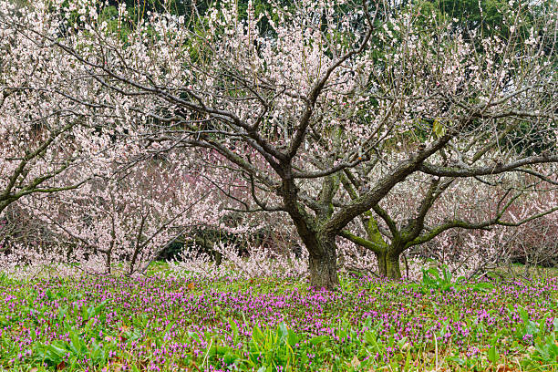 Full-blooming Henbit and plum blossoms (Souri-ike Pond, Chita City, Aichi Prefecture).Souri Pond in Chita City is one of the most famous spots in Aichi to see plum blossoms.