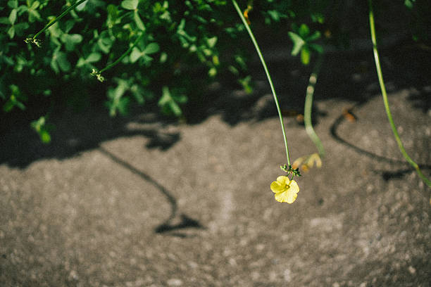 A small yellow wildflower hanging gently in front of a textured concrete wall. Soft focus and natural light create a minimal, poetic atmosphere with strong contrast between nature and urban surfaces.