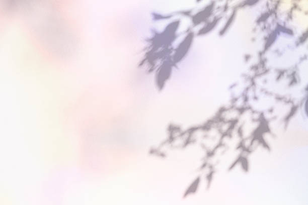 Colorful plant shadow, copy space, cover image.