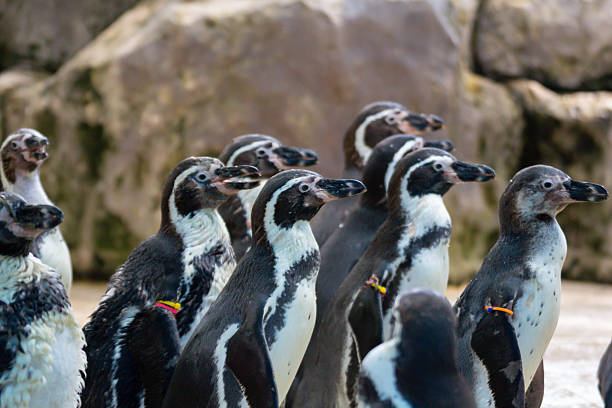 A group of penguins standing in a line. The penguins are black and white. They are all facing the same direction