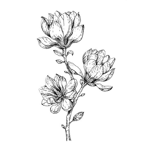 Vintage style hand-drawn illustration of magnolia flowers