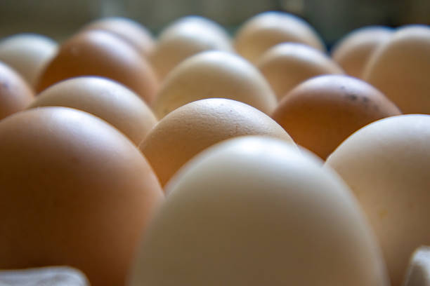 Pack of fresh eggs from domestic hens