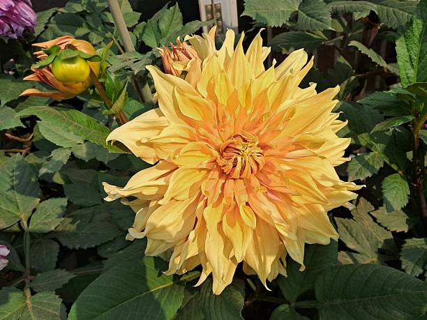 The dahlia is a flowering plant of the Asteraceae family. It is native to Mexico and Central America and is Mexico's national flower.