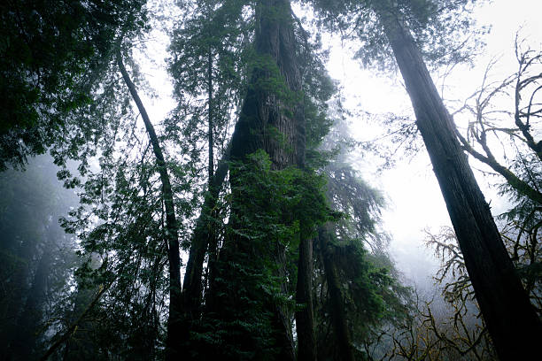 Vertical shot of old-growth redwood tree trunks obscured by a dense marine layer of fog.