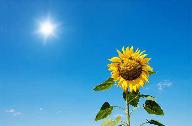 Sunflowers blooming in farm with blue sky.