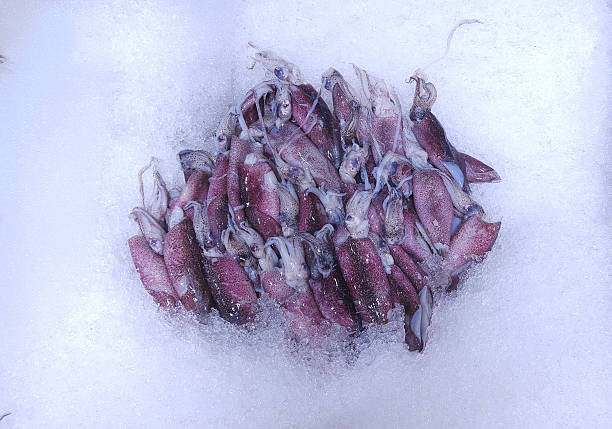 Fresh squid arranged on crushed ice for sale at seafood market. Raw marine cephalopod displayed for freshness and cold preservation, representing fishing industry, seafood supply, and culinary ingredient concept.
