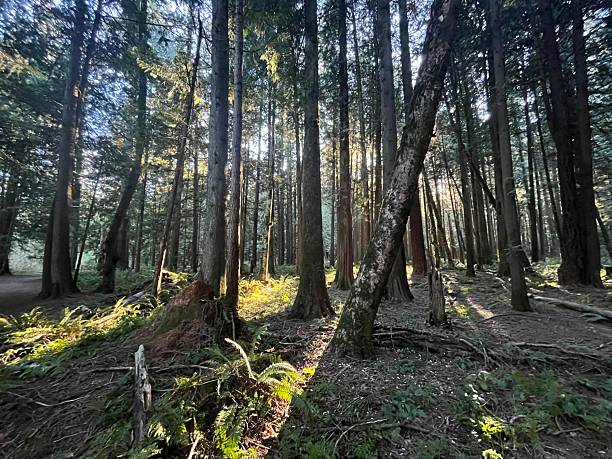 Sunlight breaks through the tall trees in a green forest. A path winds through the trees surrounded by ferns. The morning light creates shadows on the ground.