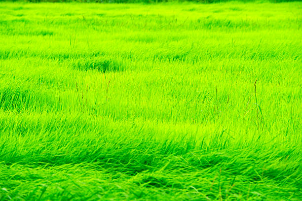 A lush green grass field waves gently in the breeze, illuminated by sunlight. This vibrant scene showcases the beauty of nature and tranquility, perfect for evoking feelings of peace and freshness.
