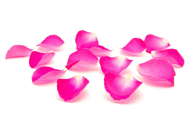 Pink carnation flower macro detail - romantic abstraction