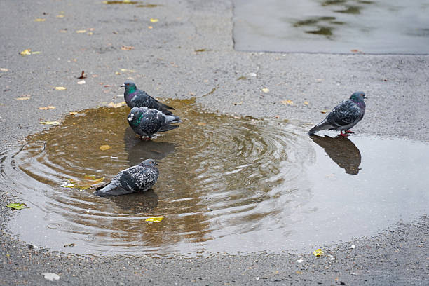 Pigeons bathing in a puddle in autumn. Seasonal scene