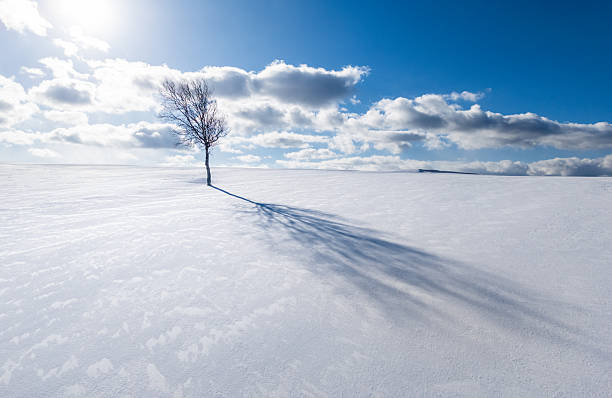 A single tree in a vast snow covered landscape with the sun in the sky in north Hokkaido in Japan.