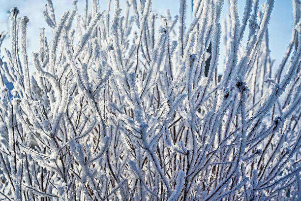 A detailed close-up of a leafless bush completely blanketed in delicate white hoarfrost and ice crystals. The intricate frozen textures of the branches are captured against a soft, blurred background, evoking a peaceful and serene winter atmosphere. Natural light highlights the crystalline structure of the frost.