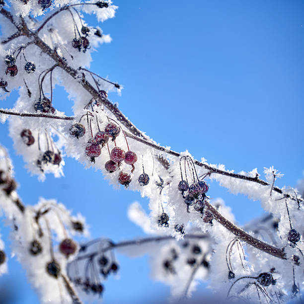A high-detail photograph of a decorative Royalty apple tree branch (Malus Royalty) blanketed in delicate white hoarfrost. The dark, dark-reddish bark of the ornamental tree contrasts sharply with the intricate ice crystals against a soft-focus winter background. Professional and commercially focused for botanical, horticultural, and seasonal themes.