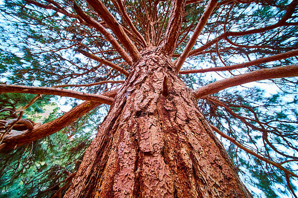 Majestic pine tree reaching skyward at Smith Rock State Park in Oregon. The rugged bark and sprawling branches symbolize strength and natural beauty, perfect for themes of growth, nature, and sustainability.