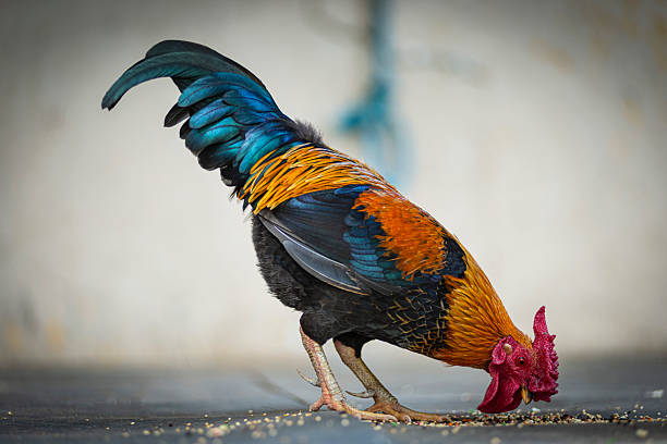 Close-up of colorful rooster pecking food from the ground in rural environment. Detailed view highlighting vibrant feathers, natural animal behavior and traditional countryside farming context.