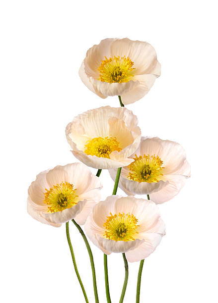 Beautiful poppies isolated on white. Delicate flowers