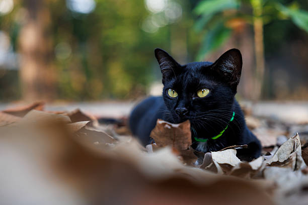 A black kitten with colorful collar chilling in the park.
