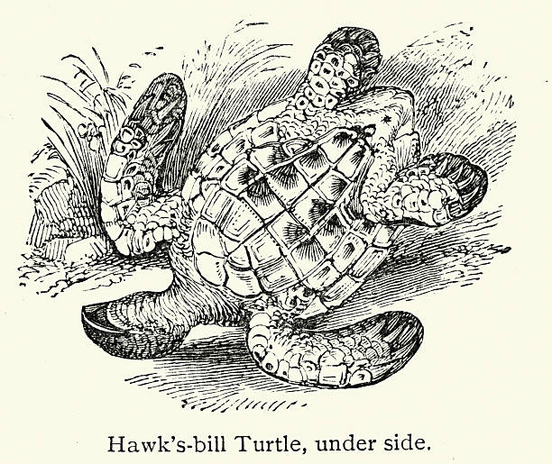 Wildlife, hawksbill sea turtle (Eretmochelys imbricata), Victorian, Vintage illustration, 19th Century