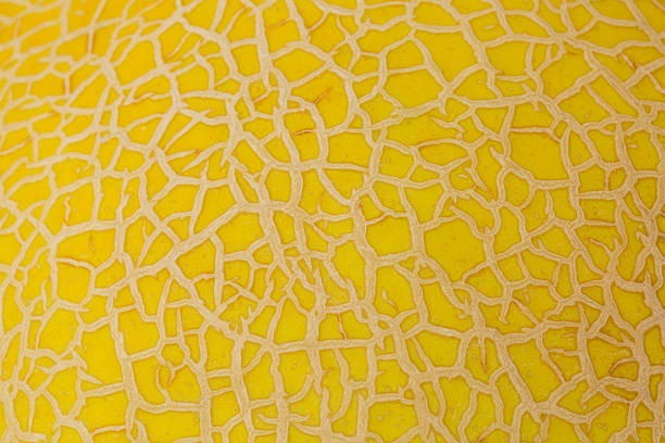 Close-up of Yellow Melon Rind with Natural Netting Texture