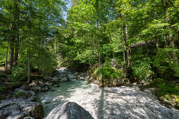 Scenic mountain river flowing through a lush green bavarian forest on a sunny summer day