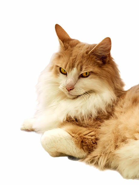 Norwegian Forest Cat