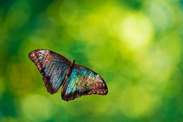 Transparent holographic blurred background. Holographic colorful film in  blue, green and yellow pastel tones with copy space.