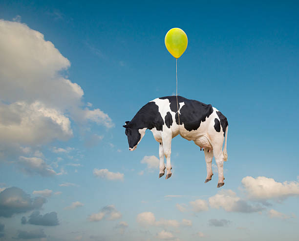 Cow flying through sky with helium balloon, 'If cows could fly\