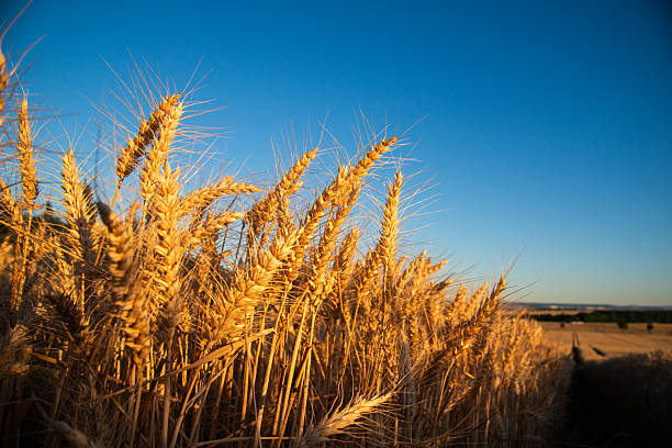 A golden colored wheat crop