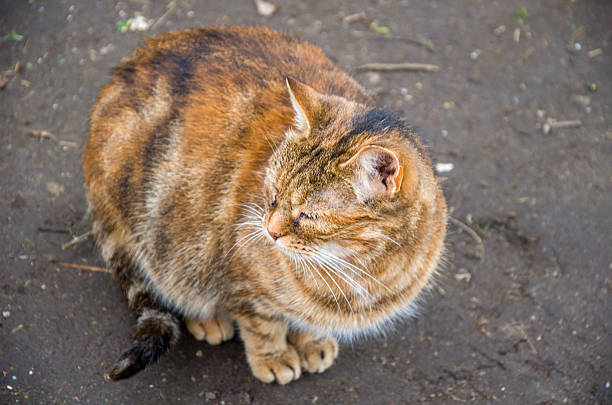Brown tabby cat sitting on dirt ground outdoors, looking to the side with closed eyes in natural light.