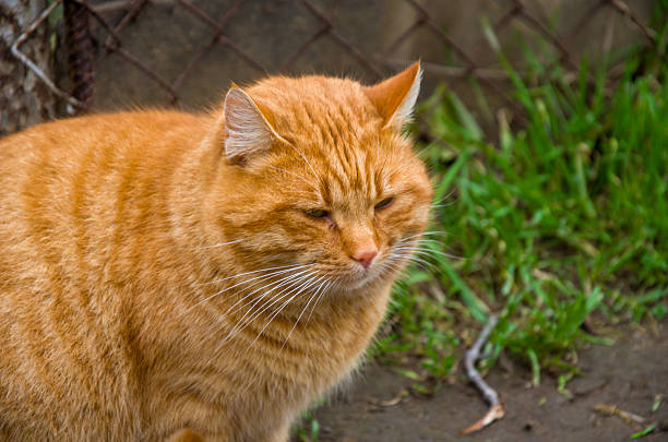 Close-up of a ginger tabby cat with orange fur sitting outside near a wire fence and green grass, looking calm.