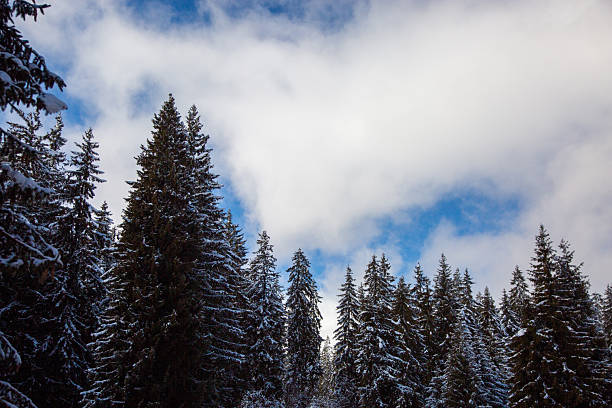 Tall pine trees standing covered in white snow under a partly cloudy blue sky