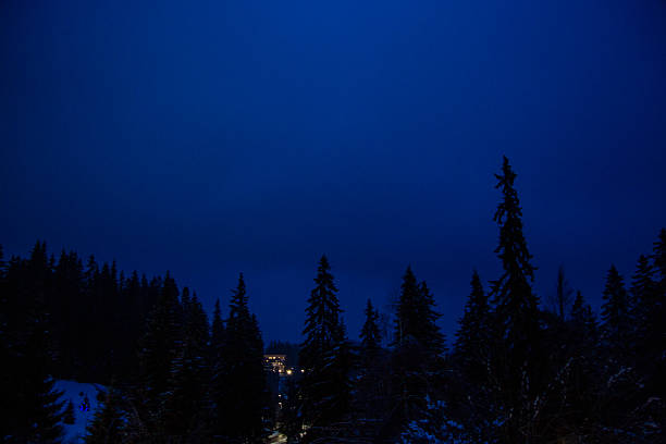 Dark pine forest silhouettes under blue twilight sky with distant house lights