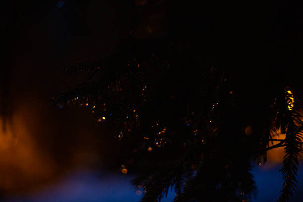 Dark spruce branches with water droplets reflecting orange and blue bokeh lights at night