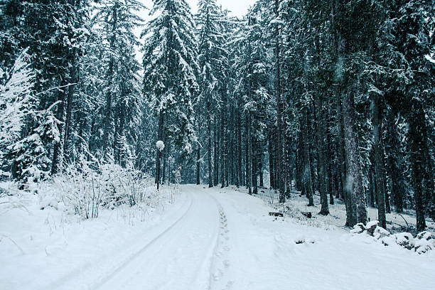 Snow-covered road with tire tracks winding through a cold winter pine forest