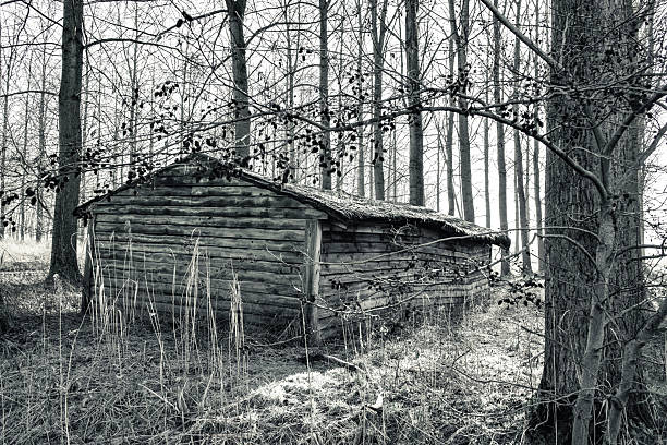 A weathered, moss-covered wooden shed stands abandoned amid a dense stand of tall, leafless poplar trees in a quiet winter landscape. Sunlight bursts through the branches, creating a striking lens flare and casting warm rays across the frosty ground and the aged timber structure, evoking a sense of quiet solitude and faded rural history.