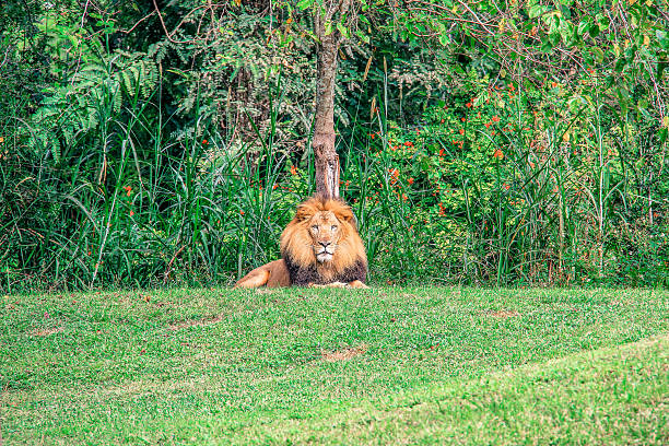 A lion lying on the ground, looking at his surroundings.